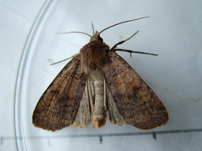 Barred Chestnut